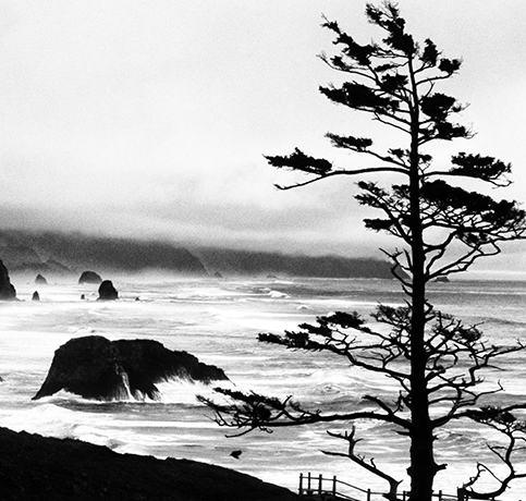 Silhouette of lone tree at Ecola Park, Oregon Coast.