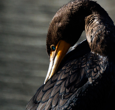 Double Crested Cormorant preening