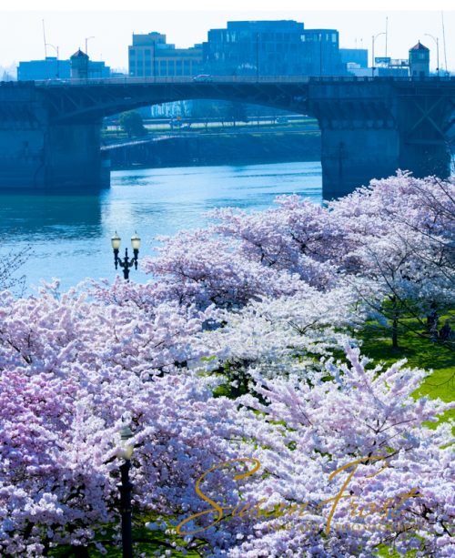 Cherry Blossoms along the Willamette River