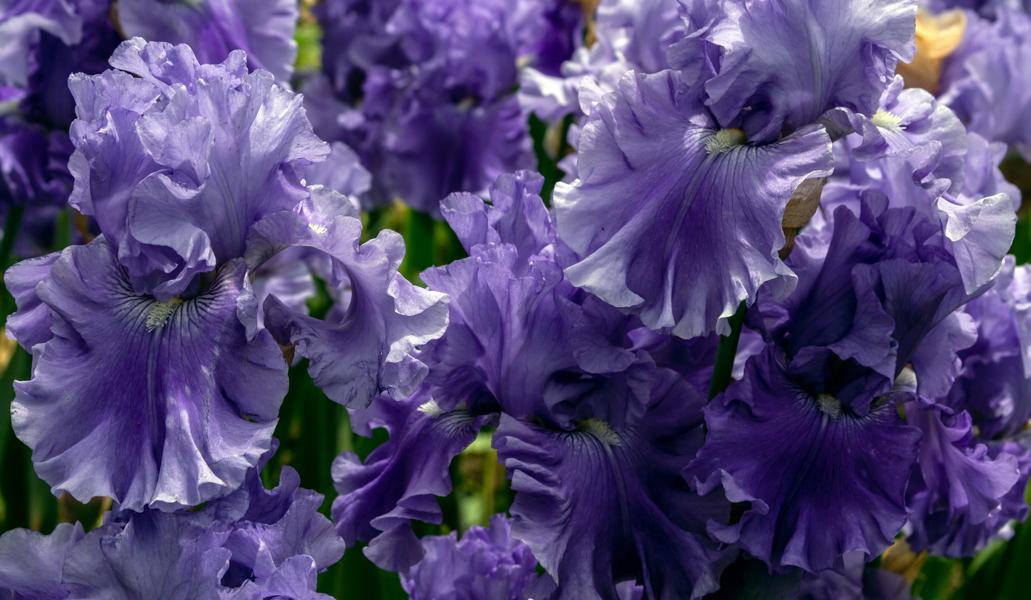 Very Peri--Purple Bearded Iris