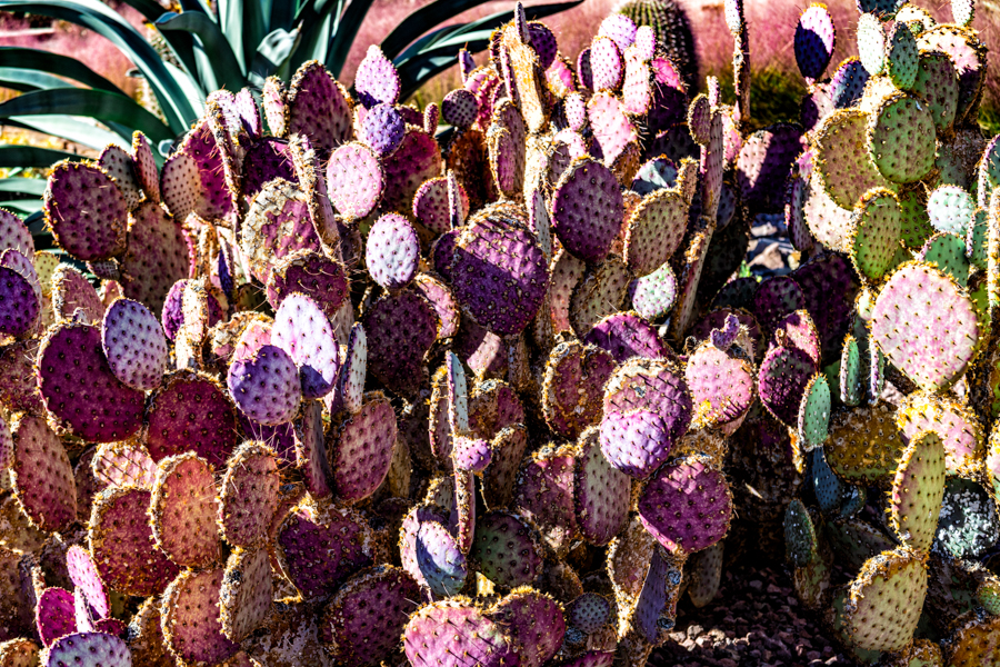 Desert Botanical Gardens,  Arizona