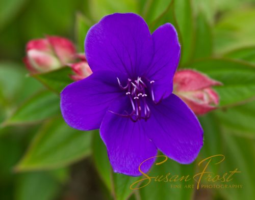 Purple Tropical Flower