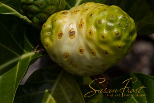 Noni Fruit