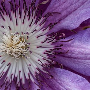 Clematis in Bloom