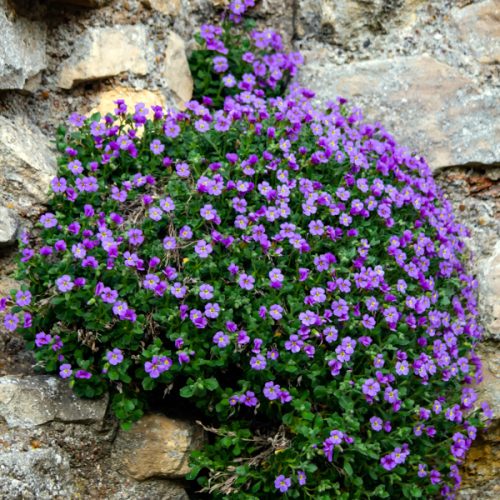 Very Peri--Purple Flowers on Rocks at Lincolnshire, England