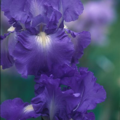 Very Peri--Lavender Iris