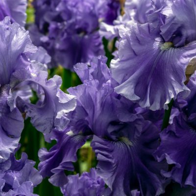 Very Peri--Purple Bearded Iris