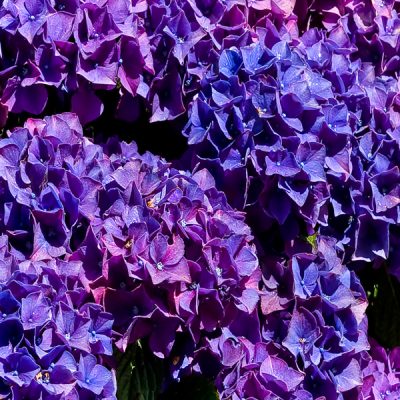 Hydrangea Cluster of Lavender blossoms--Very Peri!